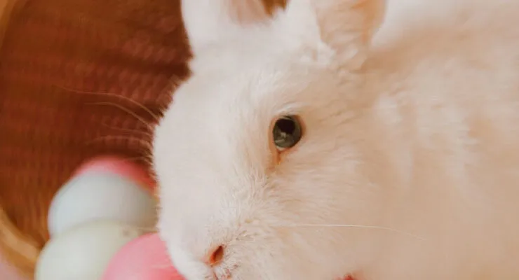 conejo
