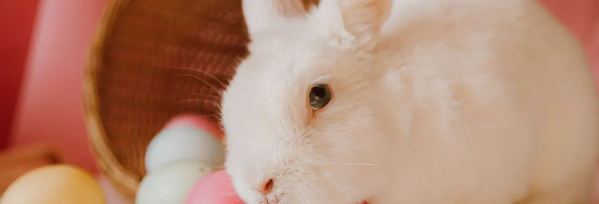 conejo